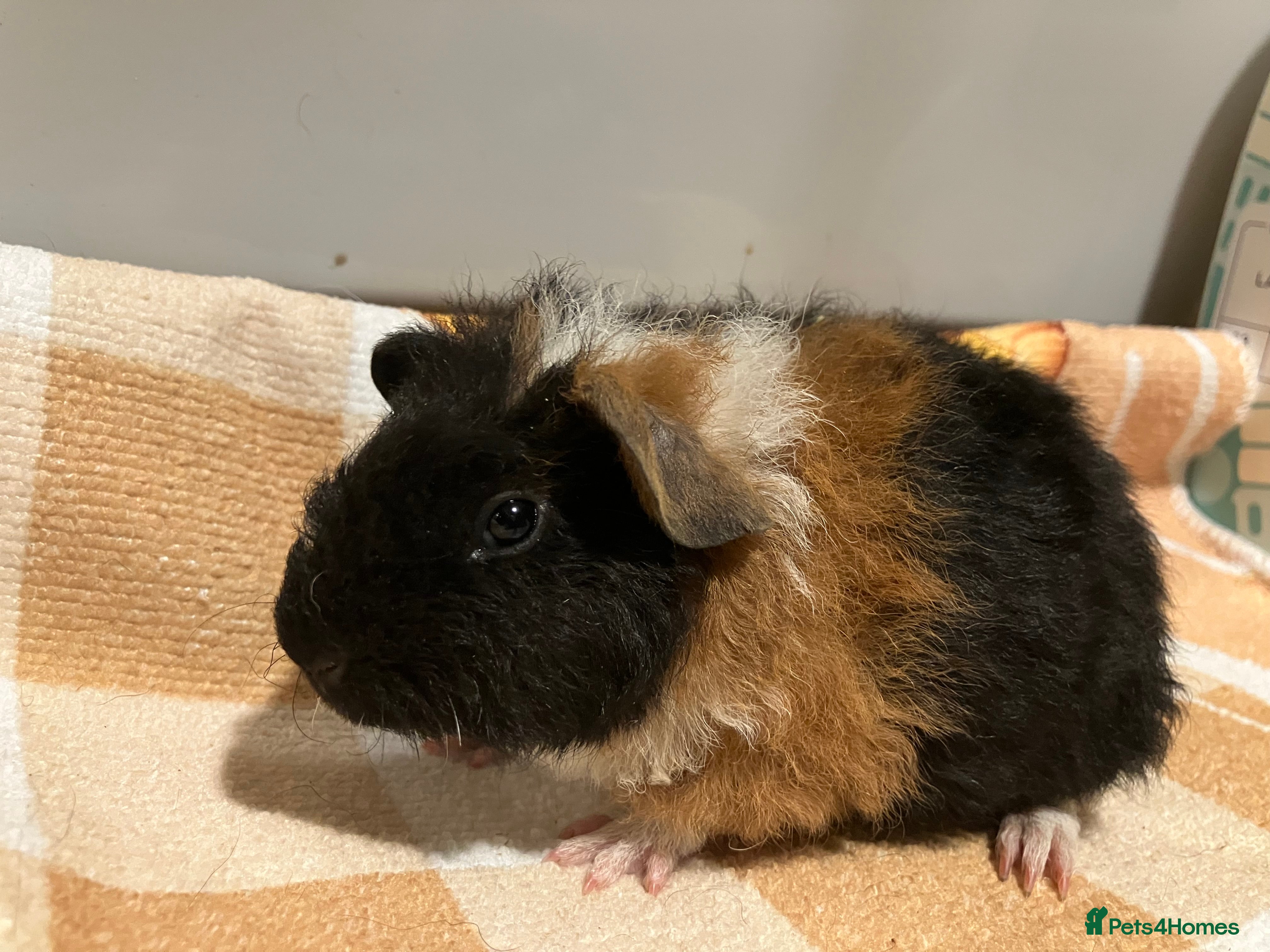 Guinea Pig rodents Handsome Teddy boy - Advert 2