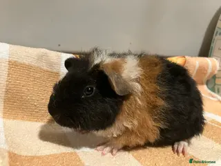 Guinea Pig rodents Handsome Teddy boy - Advert 2