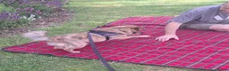 Mixed Breed dogs for adoption: Joey Needs A Home - Advert 3