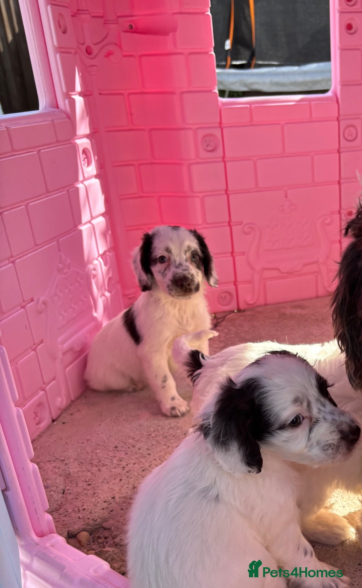 Cockapoo dogs Cockapoo puppies boys and girls  - Advert 1