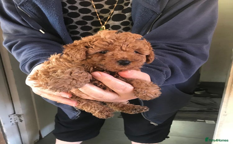 Toy Poodle dogs - Advert 7