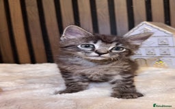 Ragdoll cats for sale: 🌙 Grey Ghost Kittens🎃 – Ragdoll × Tabby 🐾 - Image 21
