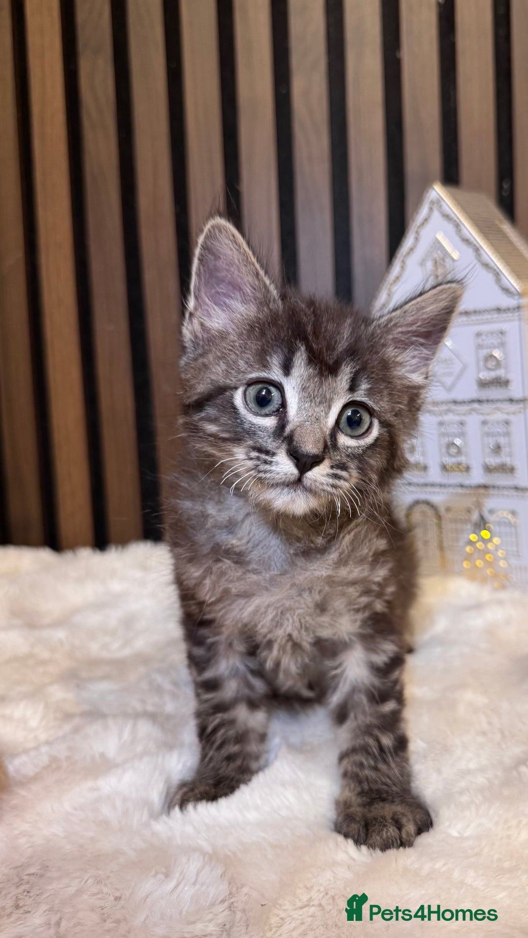 Ragdoll cats for sale: 🌙 Grey Ghost Kittens🎃 – Ragdoll × Tabby 🐾 - Image 21
