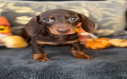 Miniature Dachshund dogs for sale: 🩷 Adorable Miniature Dachshund Puppies💙 - Image 4