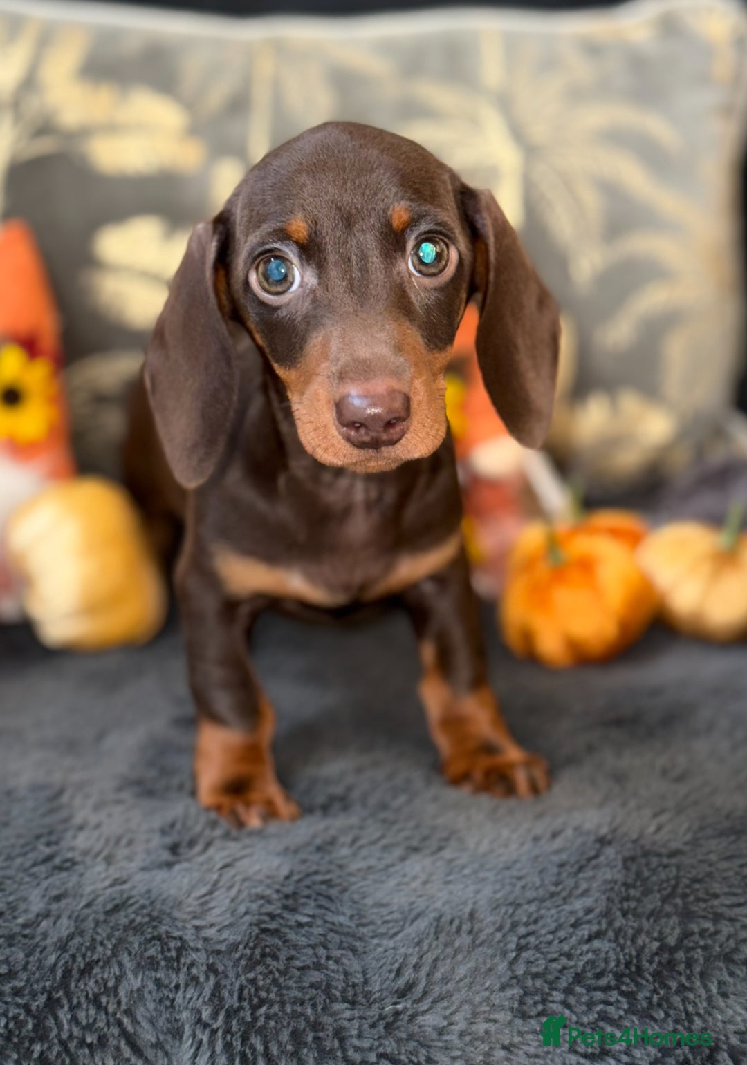 Miniature Dachshund dogs for sale: 🩷 Adorable Miniature Dachshund Puppies💙 - Image 4