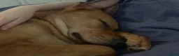 Mixed Breed dogs for sale: Lurcher x Rottweiler  - Advert 4