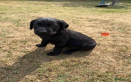 Labrador Retriever dogs for sale: Labrador puppies  - Image 6