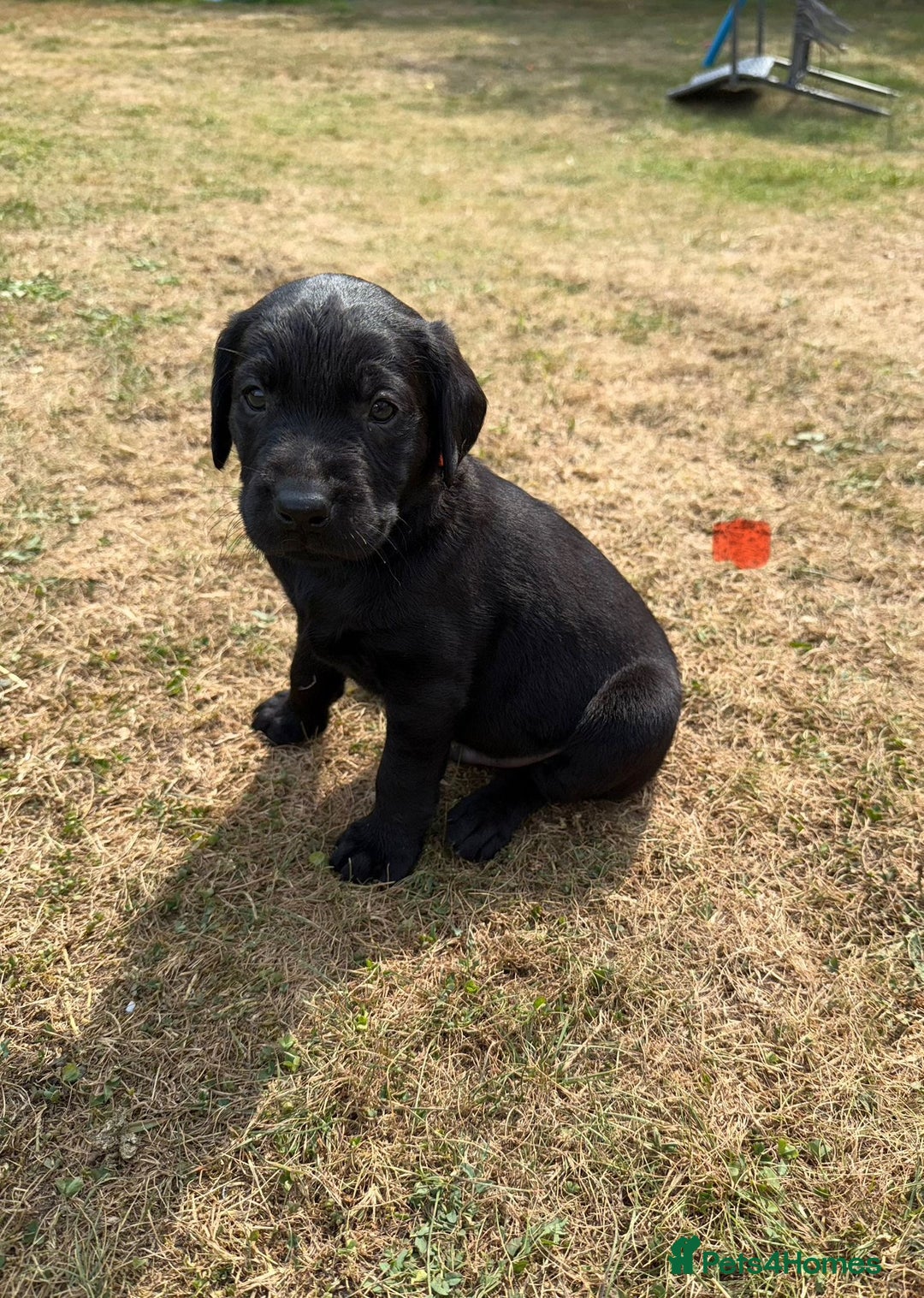 Labrador Retriever dogs for sale: Labrador puppies  - Image 6