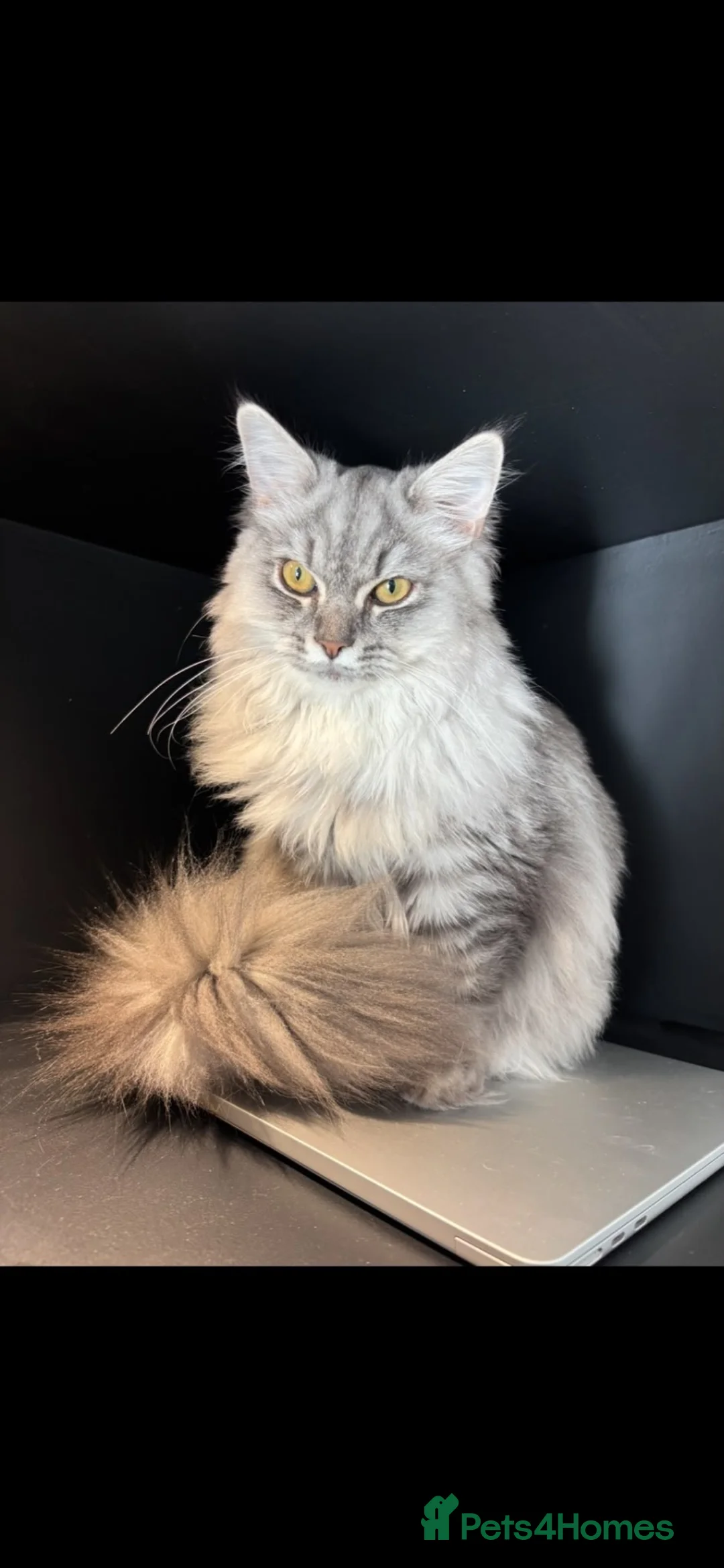 Ragdoll cats for sale: 1 Year Old Persian Ragdoll - Advert 2