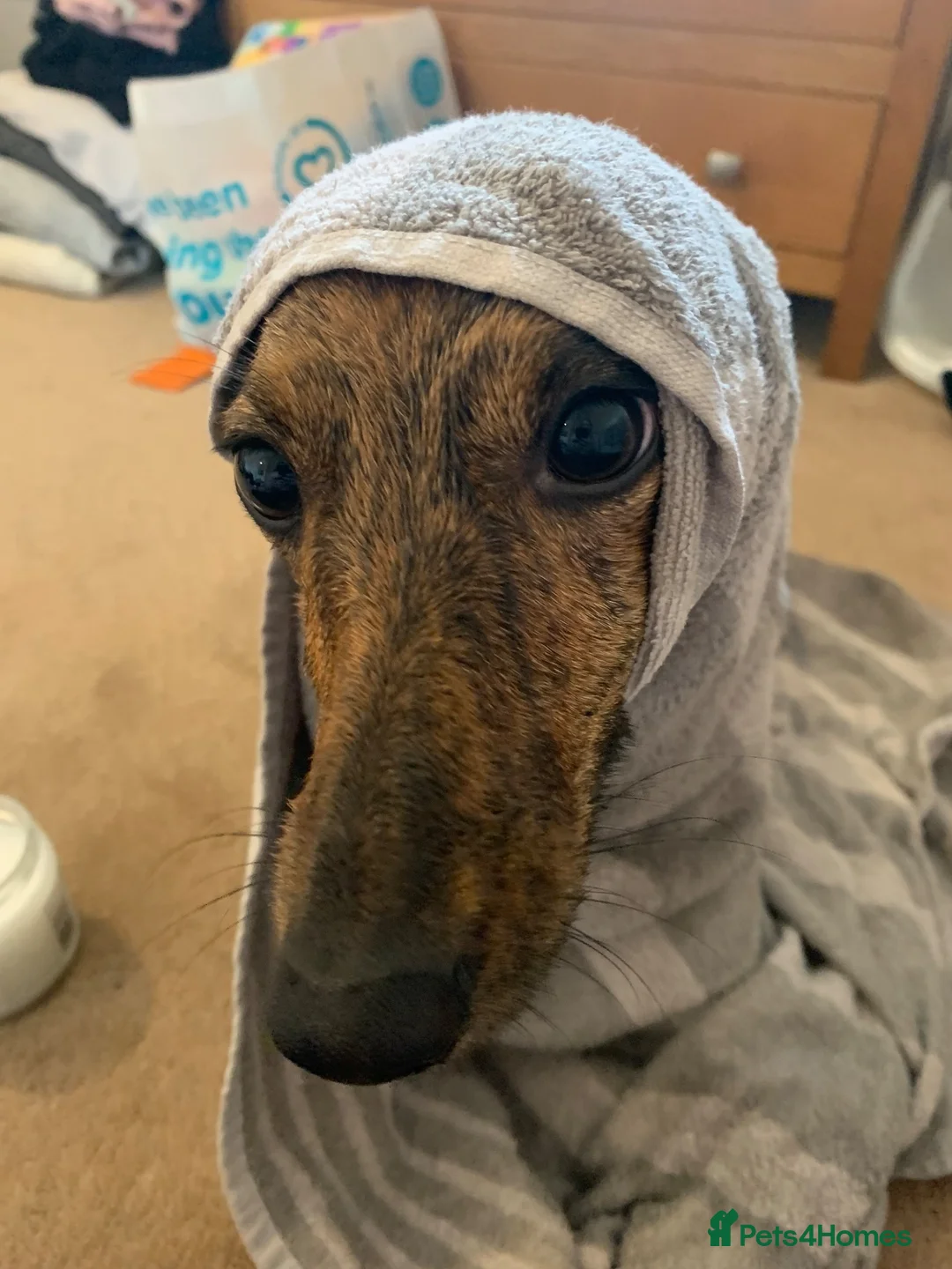 Mixed Breed dogs for sale: Whippet cross Jack Russell  - Advert 9