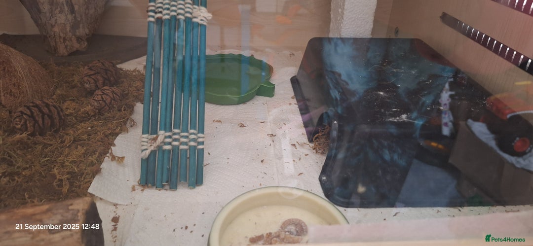 Leopard Gecko reptiles for sale: Leopard gecko with full setup for sale  - Image 6