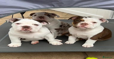 English Bulldog dogs - Advert 6