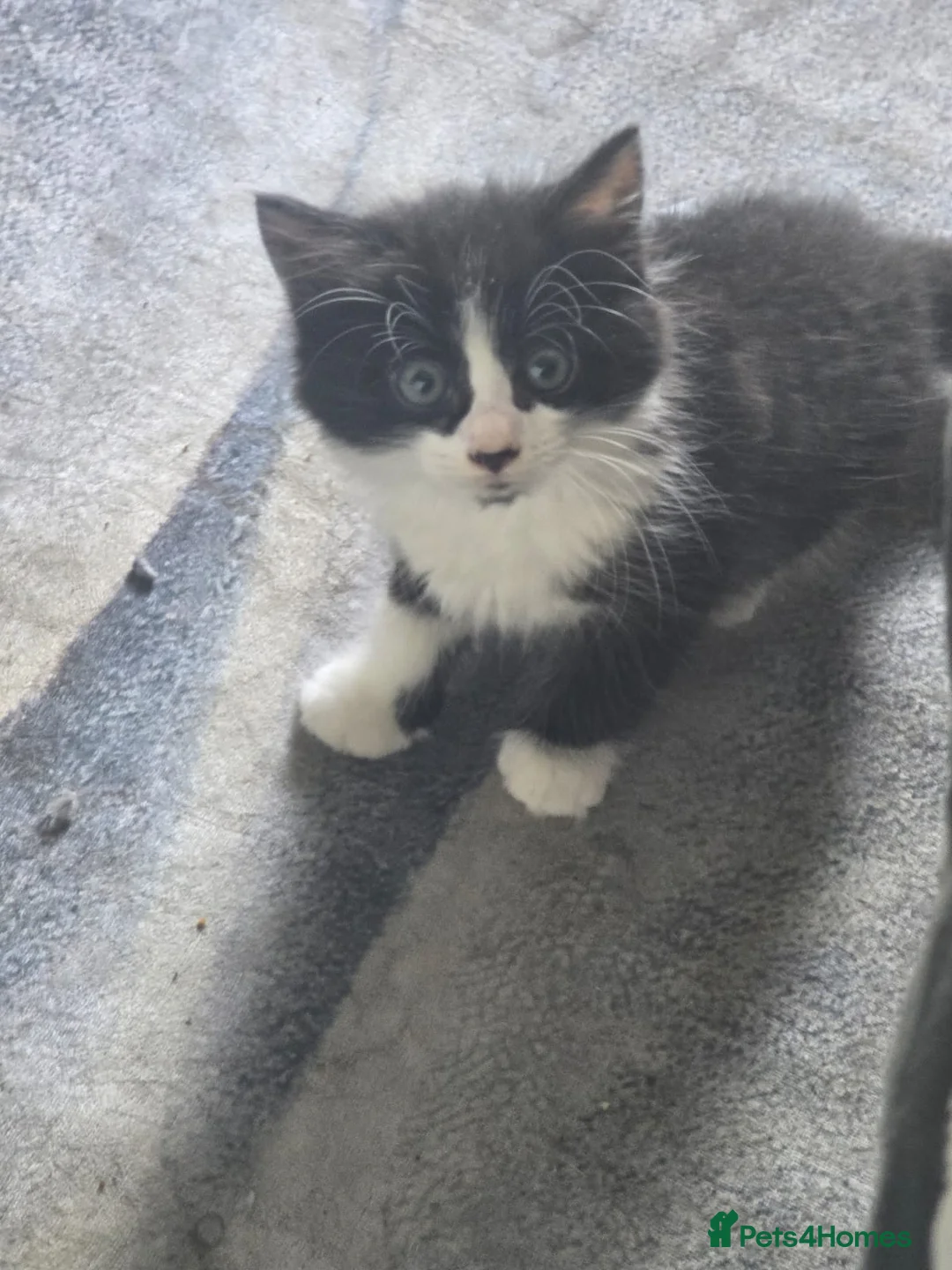 Mixed Breed cats for sale: Kittens  - Advert 1