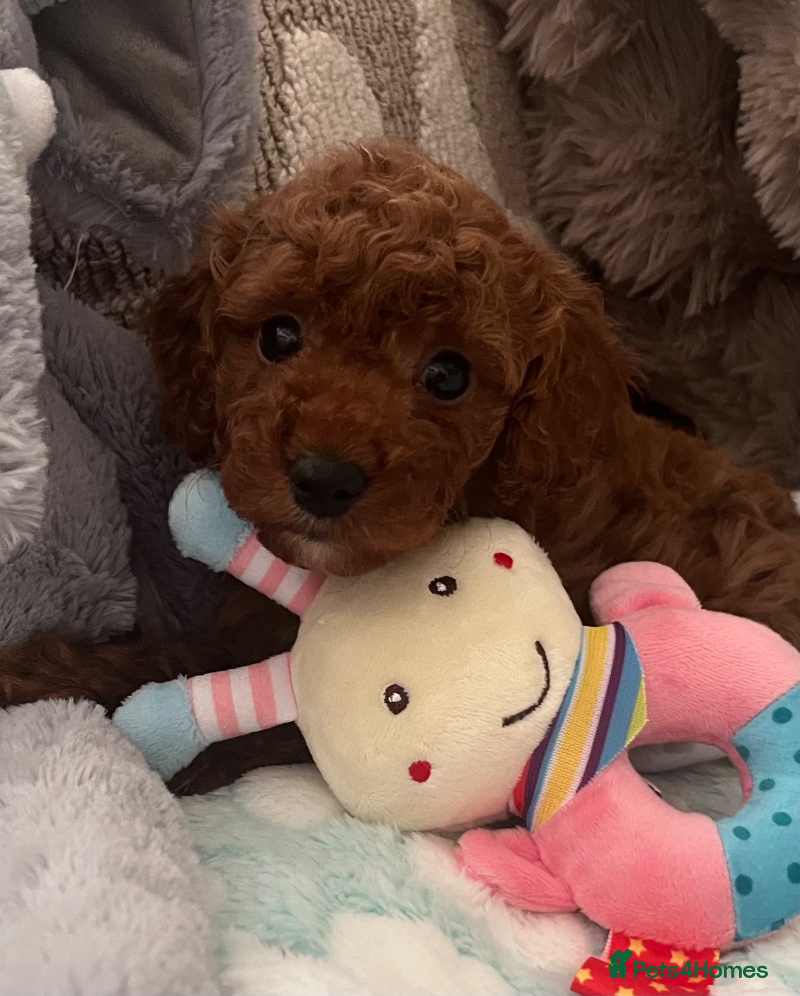 Cavapoo dogs small type toy F1B cavapoo puppies available  - Advert 1