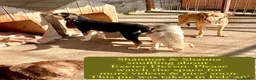 Mixed Breed dogs for adoption: Shannon, 6 months approx, Available for adoption. in Brixham - Advert 8