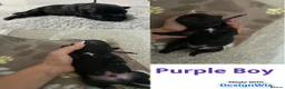Staffordshire Bull Terrier dogs for sale: Litter of 7 kc registered staffys in Tamworth - Advert 5