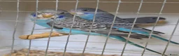 Budgerigars birds for sale: Beautiful Bf/bw & splits - Advert 7