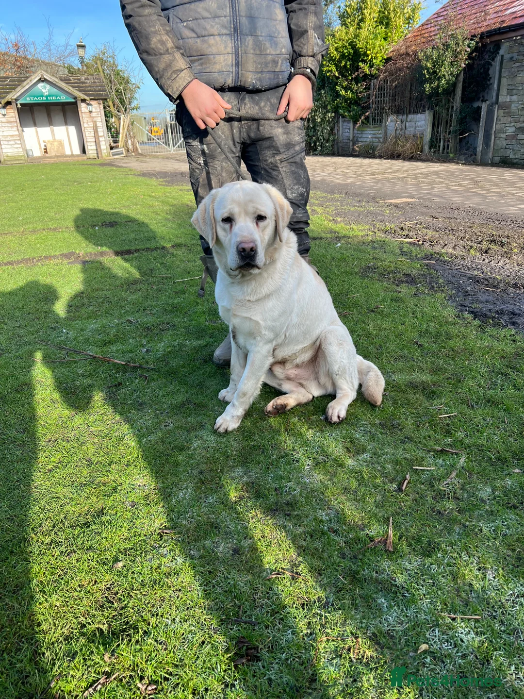 Labrador Retriever dogs for sale: Beautiful Yellow Labrador For Sale - Advert 7