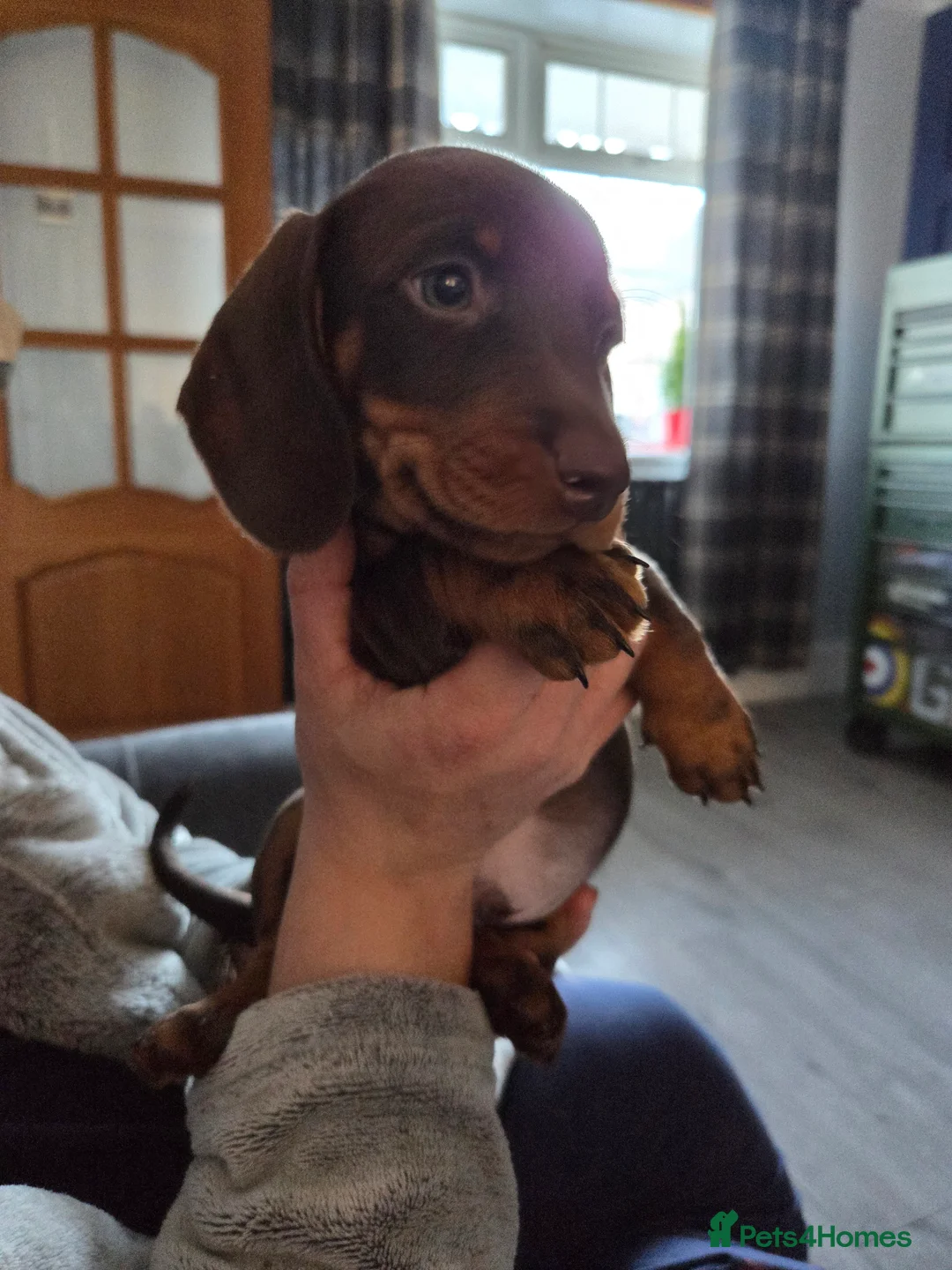 Dachshund dogs for sale: Dachshund (sausage dogs) READY NOW - Advert 13