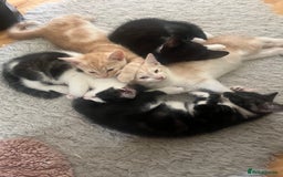 Mixed Breed cats for sale: Lovely playful kittens  - Image 12