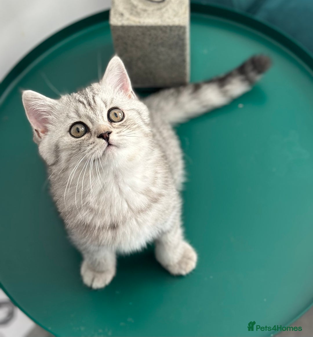 British Shorthair cats for sale: 😻Beautiful BSH Active GCF Kittens🌈 Ready Now! - Image 24