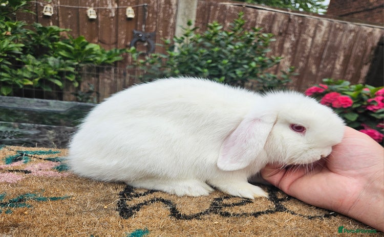 Mini Lop rabbits - Advert 6