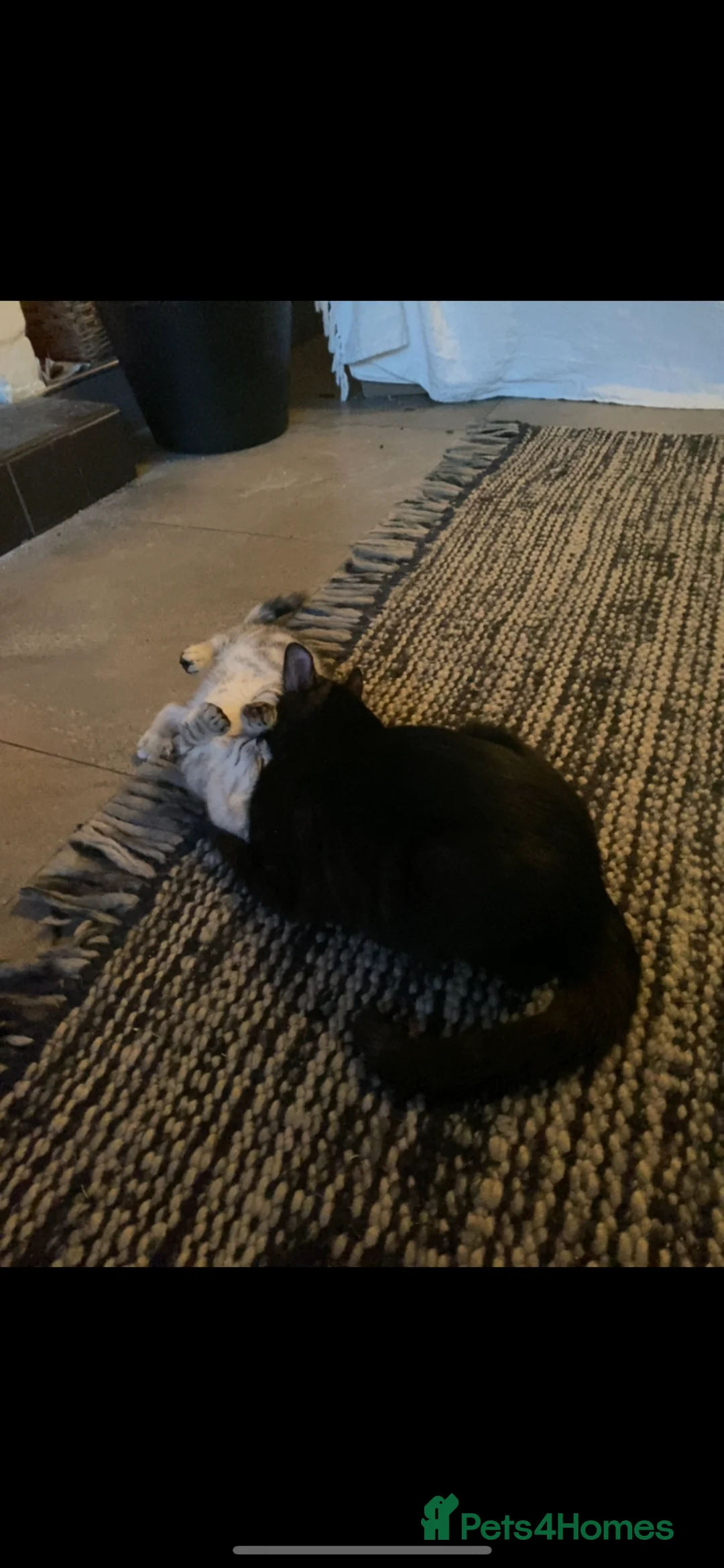 Scottish Fold cats for sale: Stunning Scottish Fold Kittens Available  - Advert 13