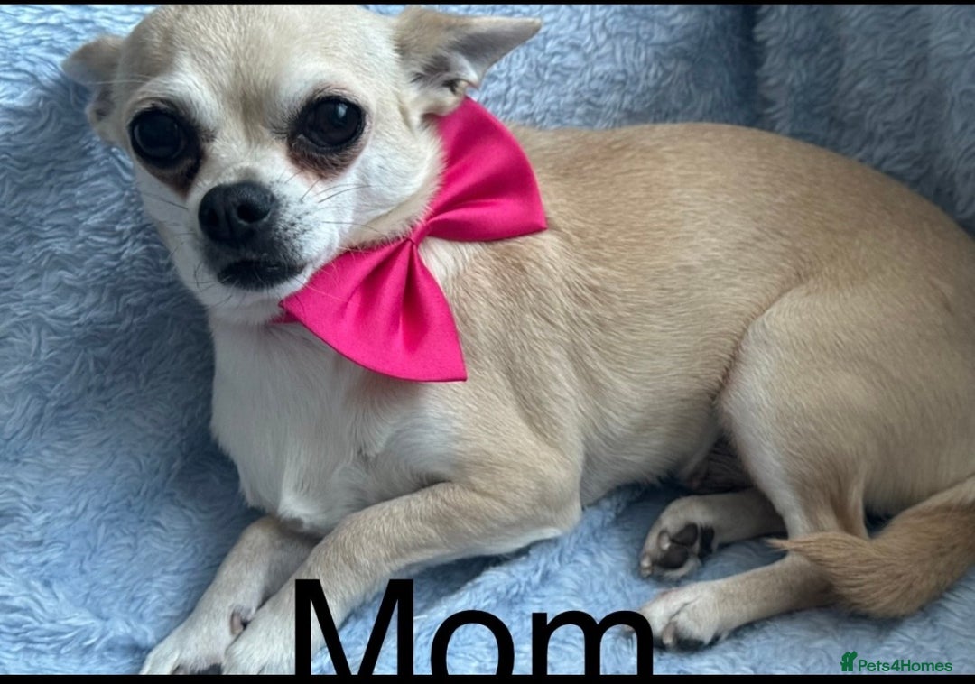 Chipoo dogs for sale: 3 stunning female Chipoo’s - Advert 2