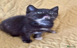 British Shorthair cats for sale: Pure British Shorthair Girls Ready Now! - Image 16