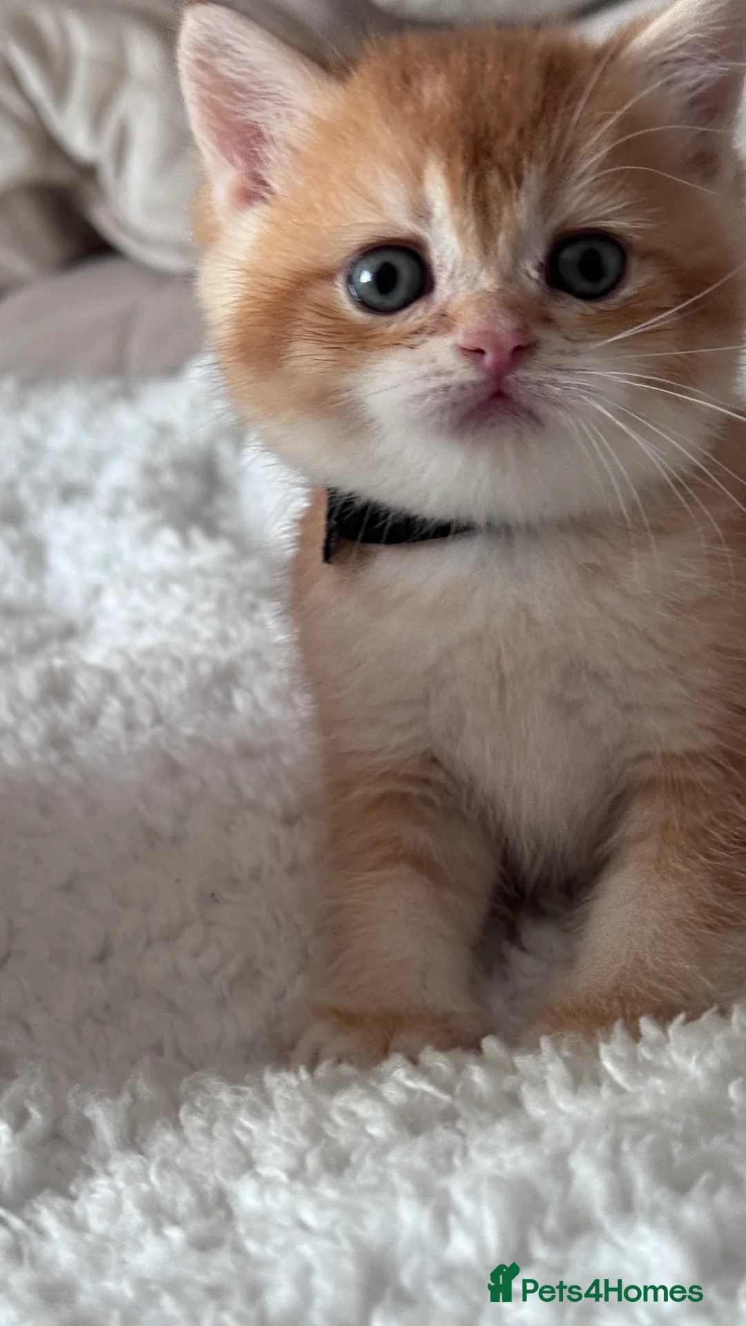 British Shorthair cats for sale: Adorable GCCF BSH BY12 NY12Chocolate Gold kittens  - Advert 9