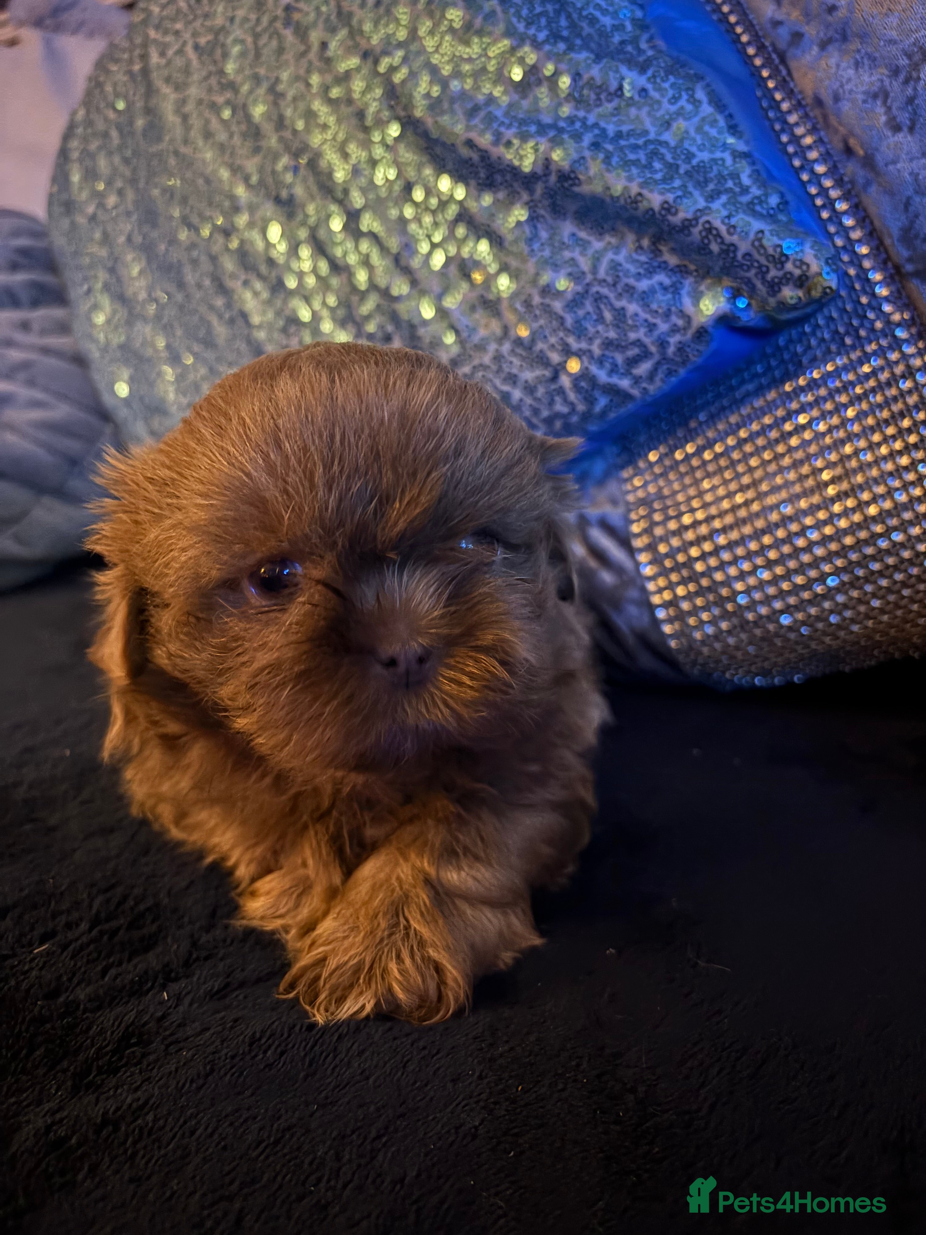 Shih Tzu dogs 4 beautiful stunning lilac shih tzu puppies  - Advert 2