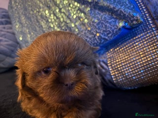 Shih Tzu dogs 4 beautiful stunning lilac shih tzu puppies - Advert 2