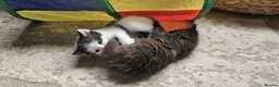 Mixed Breed cats for sale: Queen's 3 little biscuits  - Advert 29