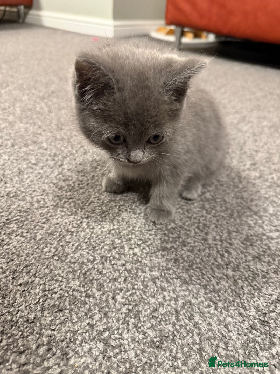 British Shorthair cats for sale: Beautiful British Shorthair Kitten - Advert 9