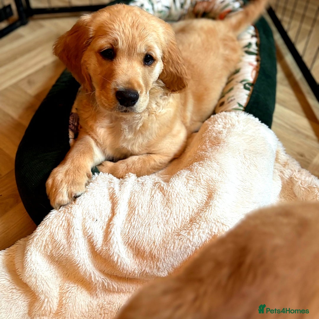 Golden Retriever dogs for sale: 🐾 KC Registered Golden Retriever Puppies 🐾 - Image 6