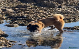 Akita dogs for stud: Akita Stud – Strong, Loyal & Family Raised - Image 9
