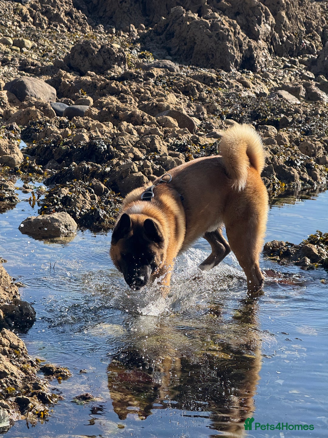 Akita dogs for stud: Akita Stud – Strong, Loyal & Family Raised - Image 9