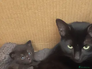 Mixed Breed cats Kittens for sale - Advert 15