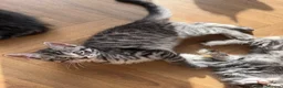 Maine Coon cats for sale: Beautiful Maine Coon x Silver British shorthair - Advert 13