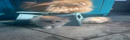 Persian cats for sale: Persian kittens in Rugby - Advert 13