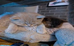 British Longhair cats for sale: 4 British hair kittens  - Image 5