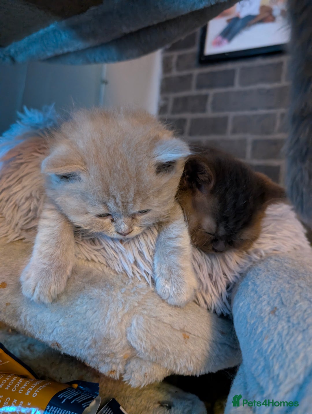 British Longhair cats for sale: 4 British hair kittens  - Image 5