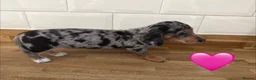Miniature Dachshund dogs for sale: Beautiful Dapples 5 Star Licensed 5 Star reviews  - Advert 24