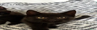 Domestic Shorthair 2