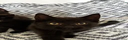 Domestic Shorthair cats for sale: Three beautiful male black kittens in Burnham-on-Sea - Advert 3