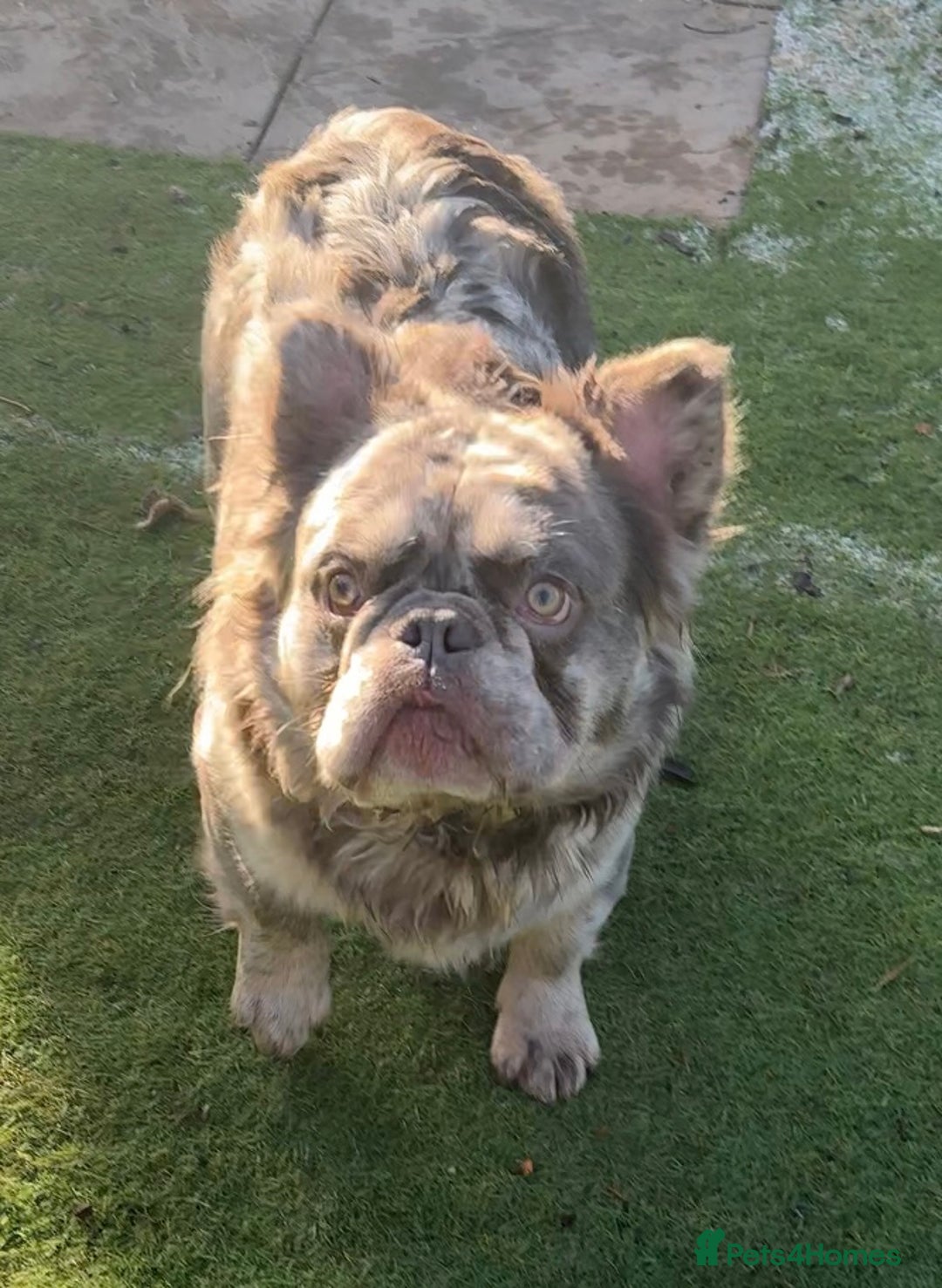 French Bulldog dogs for sale: Fabulous male fluffy frenchie 1.5 years old - Image 15