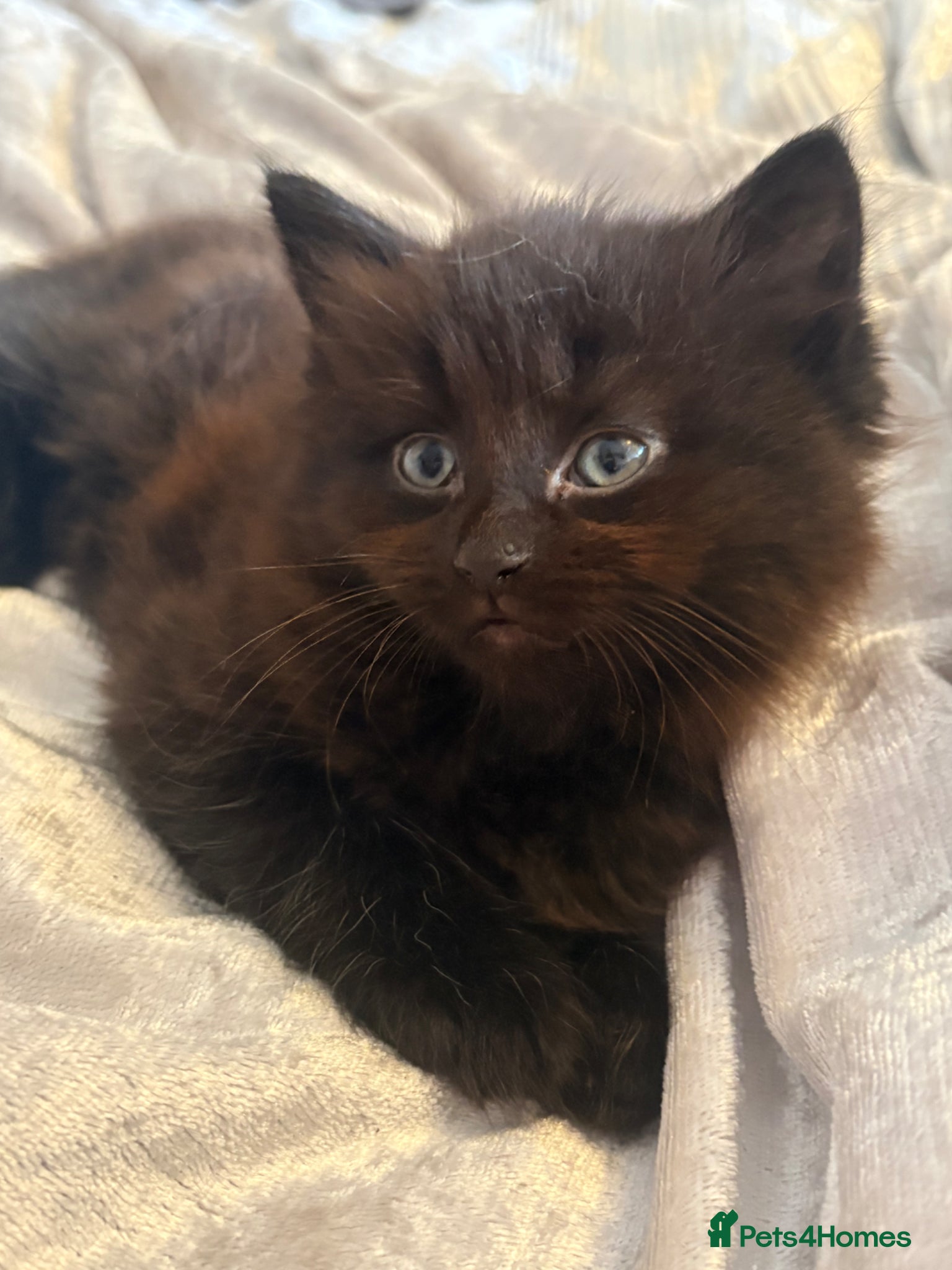 Mixed Breed cats Half maincoon - Advert 1