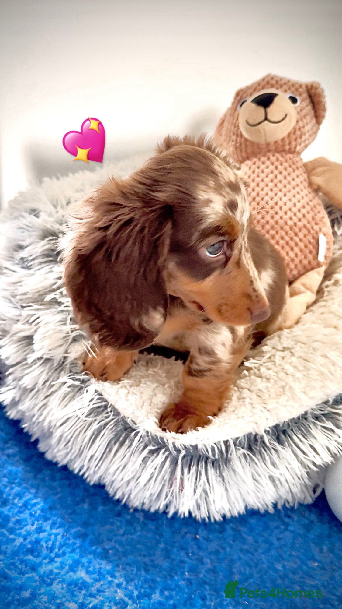 Miniature Dachshund dogs Quality mini long hair choco & tan Daxi puppy,s  - Advert 1