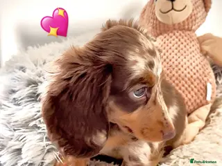 Miniature Dachshund dogs Quality mini long hair choco & tan Daxi puppy,s - Advert 1