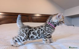 Bengal cats for sale: 🖤🤎 Gorgeous Bengal Kittens 🤎🖤 - Image 25